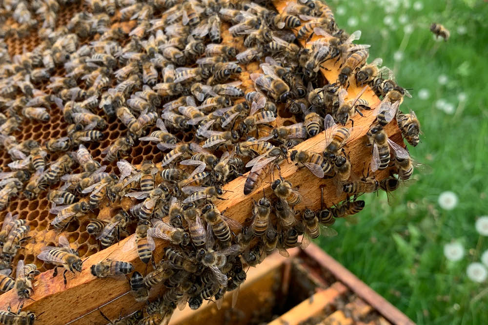 Bienenkönigin AUREDNIK