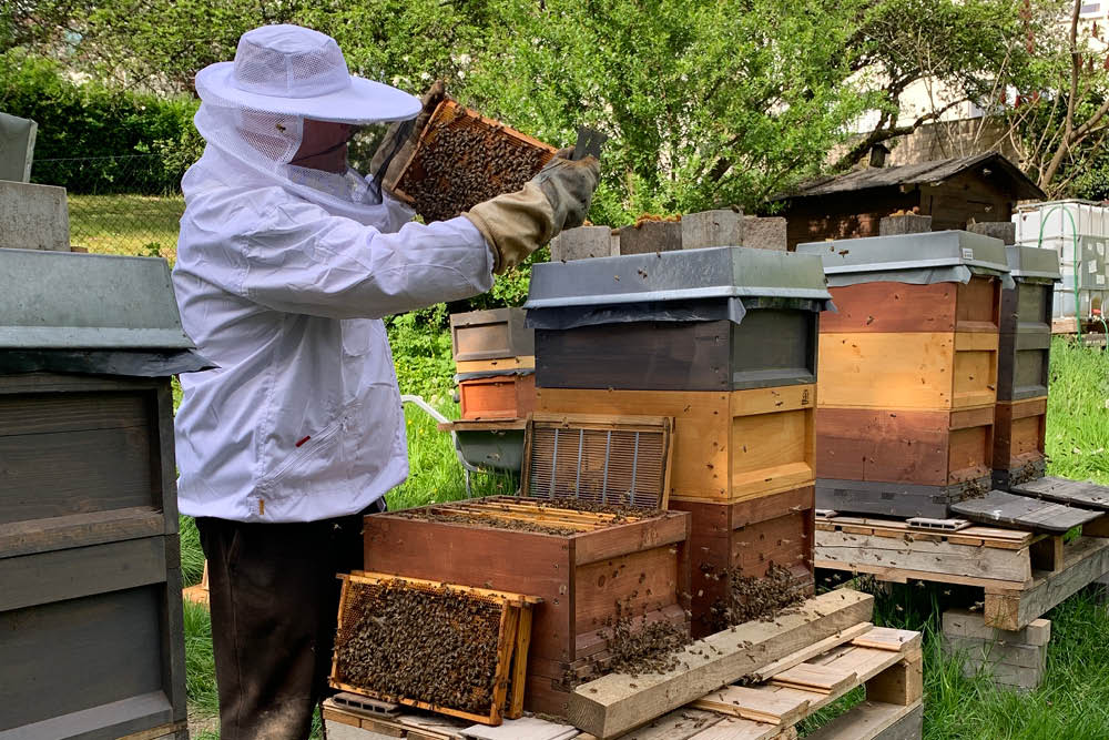 Bienenstock AUREDNIK