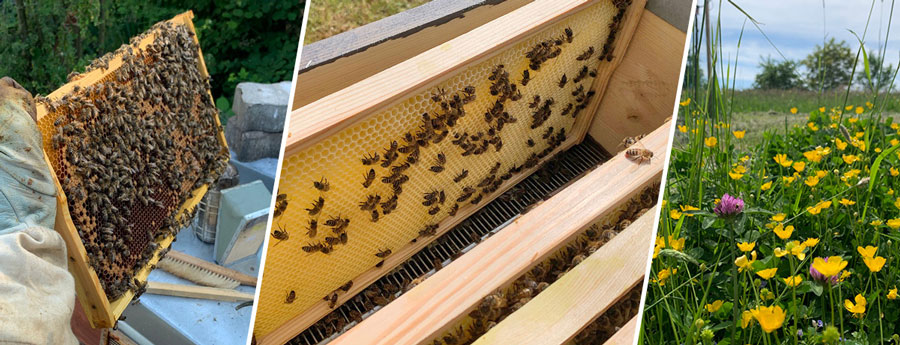 AUREDNIK unterstuetzt Bienenvolk