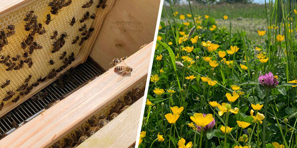 AUREDNIK unterstützt ein Bienenvolk