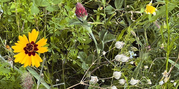 Blumenwiese
